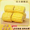 Maíz dulce en segmentos de fruta de Yunnan envasado al vacío, maíz listo para comer para el desayuno en dormitorios estudiantiles, bajo en grasa, sustituto de comida sin cocción