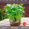 Planta Hidropónica de Centella Asiática en Maceta, Planta Acuática de Hoja Grande para Acuario, Planta Fácil de Cuidar para Escritorio de Oficina o Balcón