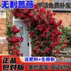 Rosa de Cabello Recto de Yunnan Enredadera para Muro Rosa Flor Extra Grande Plántulas Fragancia Fuerte Florece en Todas las Estaciones Plantas para Patio Casa Balcón