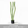 Simulación quilla cactus cola de dragón pasto falso perenne planta en maceta paisajismo decorativo plantas verdes planta tropical de desierto paisaje