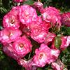 Base Wholesale Rosa Trepadora Forma en Maceta Florero de Rosas Enredadera Multi-Flor Casa de Rosas Patio Floración en el Mismo Año