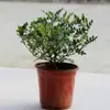 Madeira perfumada madeira de pimenta autêntica planta verde em vaso planta repelente de mosquitos muda de planta espécime antigo flor repelente de mosquitos interno grama Jiulixiang