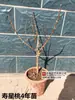 Muda de Pessegueiro para Aniversário em Vaso Muda de Flor de Pessegueiro de Pétalas Duplas Tronco Antigo Interior Exterior Varanda Bonsai Plantio no Solo Pessegueiro Ornamental Resistente ao Frio