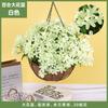 Plantas Colgantes Artificiales Colgantes de Pared Lirio Cesta Pequeña de Flores Flores Falsas Margarita Pequeña Flor de Gloria de la Mañana Rama Decoración del Hogar