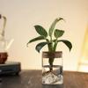 Florero pequeño de vidrio, Contenedor sencillo transparente hidropónico para plantas pequeñas, Maceta de boca pequeña para cultivar plantas verdes y suculentas, Jarrón hidropónico