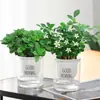 Menta Limón Maceta Romero Menta Comestible Hojas Semilleros Hierba Repelente de Mosquitos Hidropónico Fácil de Cultivar Florales Plantas Verdes de Interior