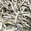 Suministro Transfronterizo de Pescado Multi-Primavera Liofilizado para Mascotas, Croquetas Premium de Salmón, Croquetas de Bacalao, Peso Neto de Pescado Multi-Primavera, Venta al por Mayor en Stock