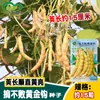 Sementes Gancho Dourado Imbatíveis da Jihong Seed Industry, Sementes de Feijão Amarelo de Vagem Longa e Vermelho Brilhante para Plantio em Terras Agrícolas e Hortas