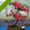 Plantas en Maceta de Flor de Begonia, Plantas Doble Flor para Interior de Jardín de Stock Antiguo, Resistentes y Fáciles de Mantener, Bonsái, Flores de Cuatro Estaciones