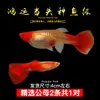 Guppies de Raça Pura, Peixes Ornamentais de Água Doce Pequenos, Peixes Tropicais Fáceis de Criar, Peixes Vivos, Peixes Limpadores, Kinguios Zebra, Peixes Pequenos, Alevinos