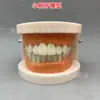 Modelo ortodóntico dental modelo de cermet oral autoblocante pantalla de comunicación médico-paciente ambulatoria modelo de enseñanza dental