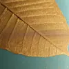 Livro Longo Folha de Bodhi Natural Pintura Chinesa Cartão Rígido Papel de Arroz Pincel Pequeno de Escrita Regular Obras de Caligrafia e Pintura Papel Lente Pintura Meticulosa Livro Especial
