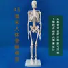 45170cm Modelo de Esqueleto Humano para Enseñanza de Arte y Yoga, Esqueleto para Principiantes con Columna Vertebral Completamente Móvil y Desmontable
