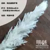 Caña Larga Vietnamita Flor Seca de Yunnan Ramo Decoración Esponjoso Fotografía de Boda Del Suelo al Techo Paisajismo Flor Inmortal Natural