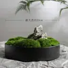 Planta de Bonsái de Musgo Eterno Micro Paisaje Centro de Mesa Chino Decoración de Sala de Estar de Hotel
