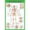Estructura Promocional Diagrama Sistema Diagrama Esquemático Anatomía Médica Órganos Humanos Cartel de Pared Corazón Órganos Internos Hospital Cuerpo Humano