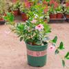 Base Thousand Miles Fragrant Vine Flower Mudas Double Happiness Vine Quatro Estações Flores Desabrochando Trepadeira Planta Verde Vaso Varanda Interna com Flores