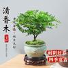 Madera de Pimienta Fragante Maceta Mini Planta Repelente de Mosquitos Flor de Interior Sala de Estar Oficina Escritorio Planta Verde Pequeña Fácil de Mantener