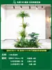 Paisagismo de Planta Artificial Varanda Arranjo de Paisagem Escada Interna Sob Árvore de Flores Artificiais Decoração Biomórfica Planta Verde Paisagismo Combinação