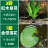 Cuenco de Loto de una Hoja Flor Acuática de Loto Planta Hidropónica Balcón Interior Floración Cuatro Estaciones Acuario con Maceta Loto Flotante