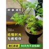 Arce Liuchuan Plantas Verdes en Maceta Estudio Sala de Estar Plantas de Interior Siete Arce Árboles Celebridad de Internet Estilo Japonés Zen Oficina Hojas de Arce
