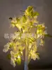Árvore de Natal com Luzes de LED, Decoração para Festas de Ano Novo, Árvore de Bétula, Árvore de Laranjeira, Árvore de Caqui, Árvore de Pimenta, Árvore de Limão, Árvore de Kumquat e Árvore Frutífera