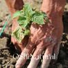 Indonésia garra wa óleo essencial de patchouli orgânico importado natural aromaterapia cuidados com a pele massagem óleo essencial unilateral matérias-primas