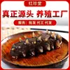 Dalian Especialidad Mariscos Listos Para Comer Pepino de Mar Fresco Al Por Mayor Ginseng Liaonong Sabor Bomba Q Se Puede Personalizar Pepino de Mar