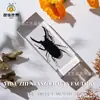 Especímenes de Insectos Artesanales Jingling: Escarabajo, Escorpión, Mantis, Araña - Educación en Ciencias Biológicas, Regalos de Nicho, Adornos de Resina