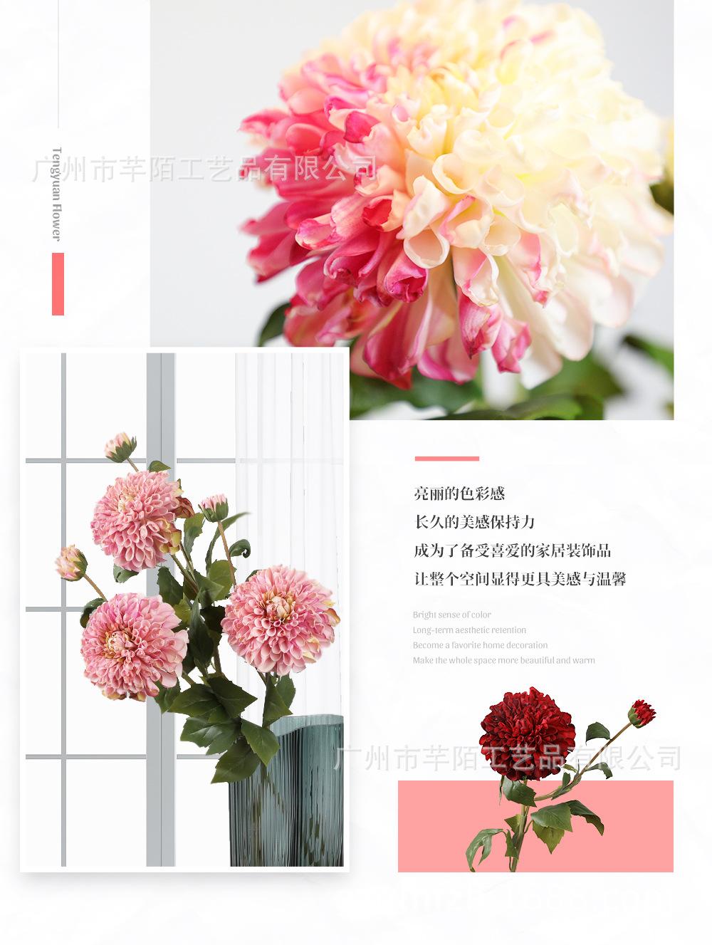 单枝丽人洋甘菊_05.jpg