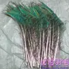 Pluma de Pavo Real Real Ojo Grande Altura entre 25-140 cm Para inserción en jarrón y decoración El precio es por tallo