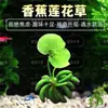 Cuenco de Loto de una Hoja Flor Acuática de Loto Planta Hidropónica Balcón Interior Floración Cuatro Estaciones Acuario con Maceta Loto Flotante