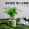 Árvore da Fortuna Plantada em Vaso Desktop Planta Criativa Enfeites Florais de Escritório e Plantas Verdes Coco Rico Funcho Pequeno Bonsai