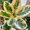 Foliagem Cômica Árvore da Borracha Planta de Interior Escritório Dormitório Planta Verde Fácil de Cuidar Folhas Coloridas Moderna Interessante Planta de Vaso para Mesa