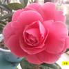 Planta de camelia Xiangfei en maceta con brotes, flor roja de cinco colores, plantones de camelia de interior fáciles de cultivar.