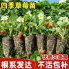 Morangos para revenda, sementes para vasos com frutificação o ano todo, mudas em torrão, morangos Dandong extra grandes de cor creme, Xuanyu
