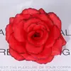 8CM Cabeza de Rosa Venta al por Mayor Diseño de Pared de Flores para Boda Arreglo Floral Verde Halloween Tocado Flor de Tela de Seda Rosa
