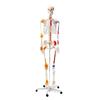 Modelo de esqueleto humano adulto, esqueleto, columna vertebral, disco, articulación, estándar médico, enseñanza, modelo de cuerpo entero