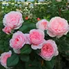 Mudas de Roseiras Arbustivas Frutíferas Flor Planta Altamente Perfumada Varanda Roseira de Quintal Mudas de Roseira com Botões Florais Em Vaso