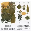 Planta Folha Verde Espécime Folhas Flores Secas Jardim de Infância Material Artesanal Adesivo Folhas Reais DIY Cola de Gota Moldura de Foto Embossado