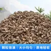 Partículas de cortiça pet urso dourado almofada paisagismo hamster almofada pet shop uma geração de atacado