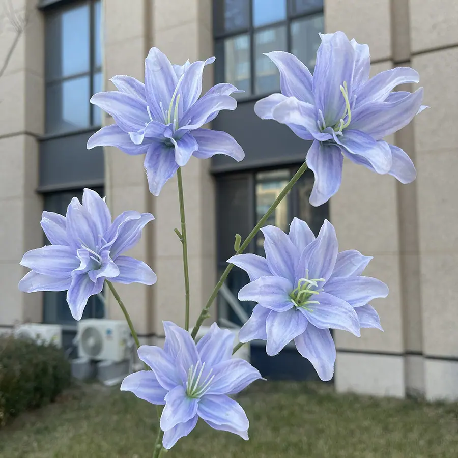 5头莫奈金玉百合花-浅紫蓝.JPG
