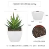 Más de 100 Tipos de Combinaciones de Plantas Suculentas Artificiales en Maceta Mini, Ventas Transfronterizas Populares, Estilo Sencillo Decoración del Hogar Flores Artificiales y Plantas Verdes, Directo de la Fábrica Fuente