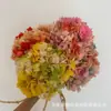Hortensia de Hojas Grandes PerpetuaFlores de Hortensia Perpetua Vendidas por Kilogramo