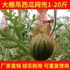 Bolsas de Red Colgantes para Invernadero para Sandía, Melón Cantalupo y Melón Miel con Cuerda y Cordón de Plástico