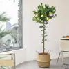 Planta de Limonero en Maceta Aire Fresco, Flores Comestibles, Balcón Sala de Estar Interior, Plantas Verdes Grandes que Florecen en Todas las Estaciones