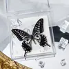 Foto de Espécime de Borboleta Real Porta-Retrato Caixa Transparente Ornamentos Estéreo Presente Ensino de Jardim de Infância Criativo Artesanal Adereços para Fotos