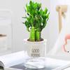Conjunto de Quatro Peças de Planta Verde Hidropônica para Purificação do Ar Doméstico, Árvore do Dinheiro, Coco de Bolso, Gardênia Diamante Dourado, Planta Celebridade da Internet Fácil de Cultivar