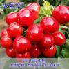 Una pieza de Dropshipping de cerezas grandes, plántulas de cerezas, plántulas injertadas, norte y sur, tierra, jardín en maceta, plantación de frutas de fin de año
