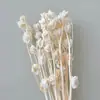 Linterna de Flor Eterna Fruta en stock para venta al por mayor, fruta de gelatina, flor de campanilla de viento, decoración de hotel y casa de huéspedes, arreglos florales, materiales florales para bodas